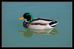 1121_FG_colvert _male